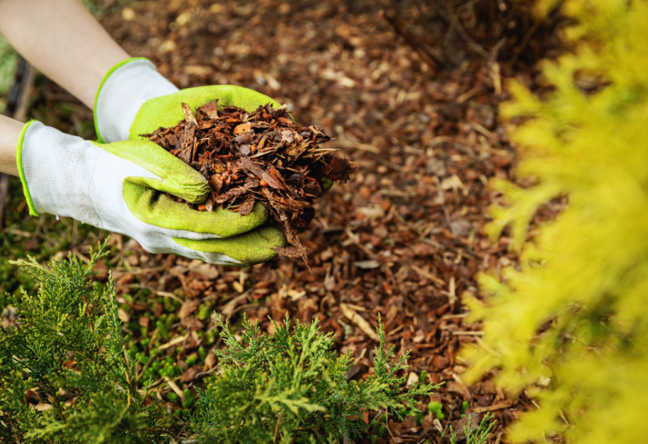 Mulching before the freeze